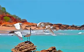 Брум