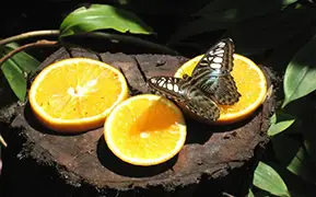Ораньестад